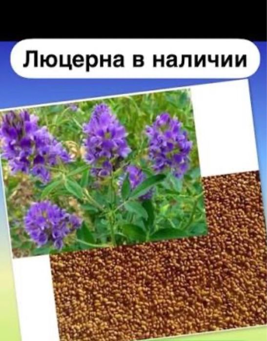 Семена люцерны. Жоңышқа тұқымы