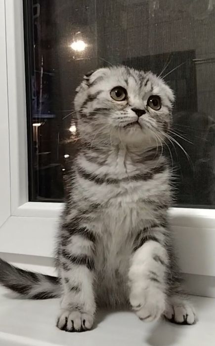 Шикарная вислоухая девочка.