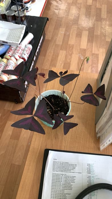 Продается Кислица треугольная Комнатное растение