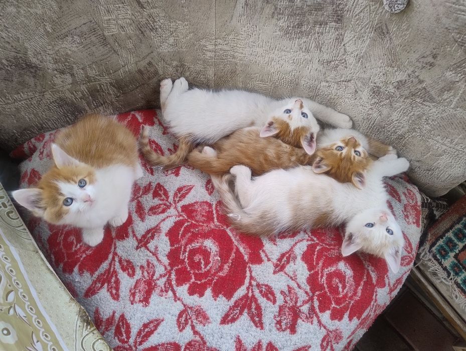 Donez pui de pisică