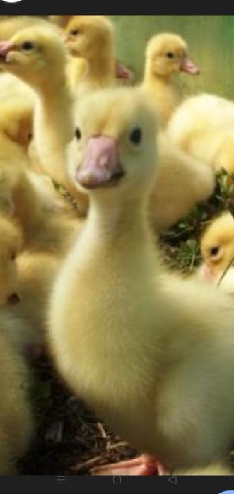 Продается гусята