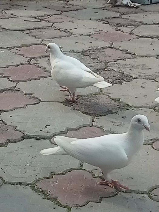 Голуби на торжество