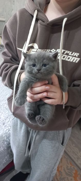 Продаются  породистые   котята голубые шиншилы Скотиш фолд и страйт.