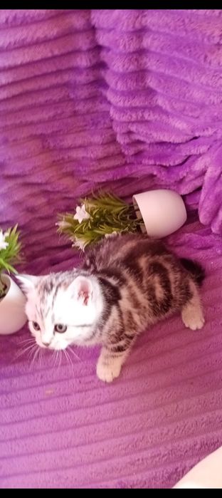 Продам шотландских котят .