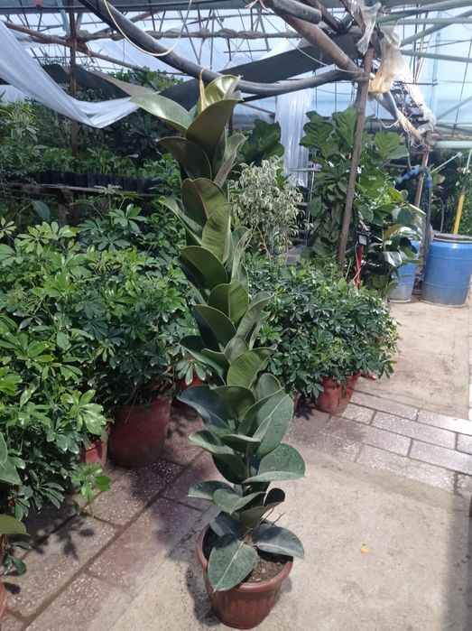 Цветы на Пахтакор 2