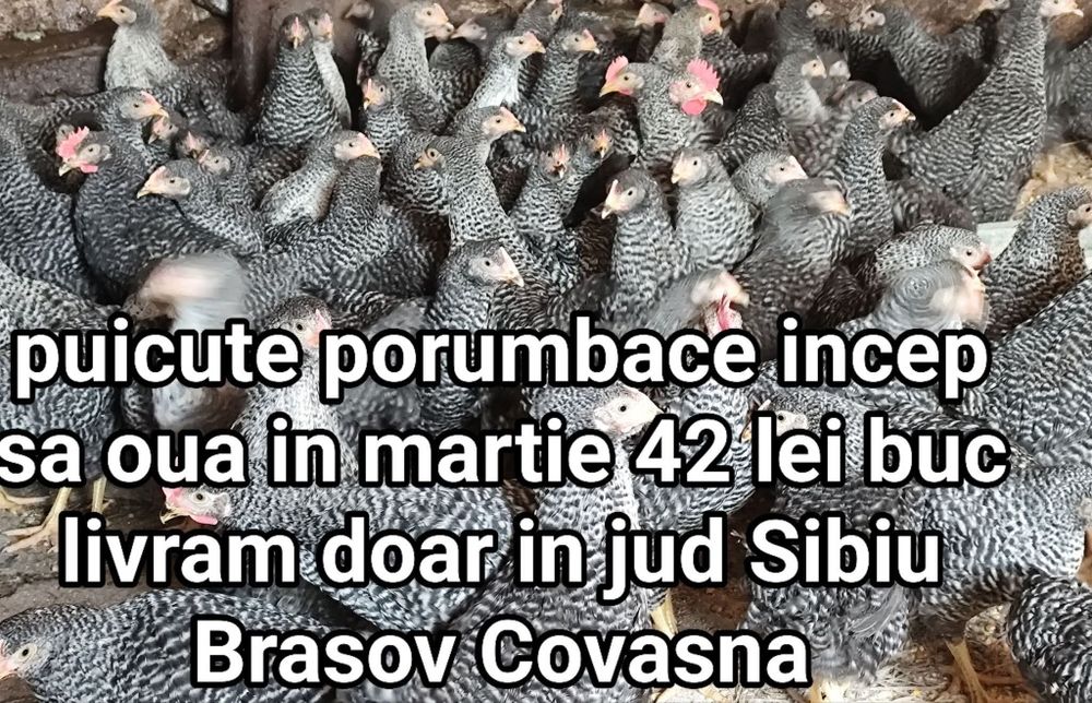 puicute de oua 16 saptamani incep in martie ouatul