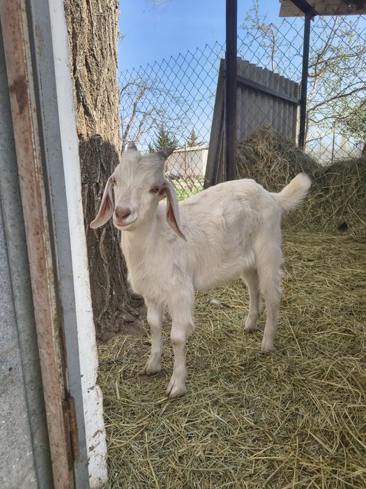 Козлята молочной породы.