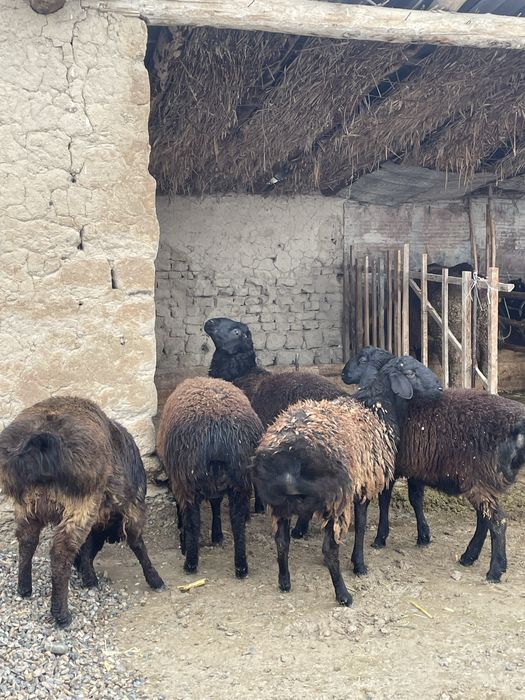 Қошқарлар сатылады