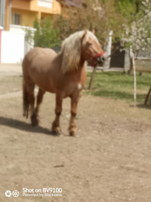 Vand armasar de rasa