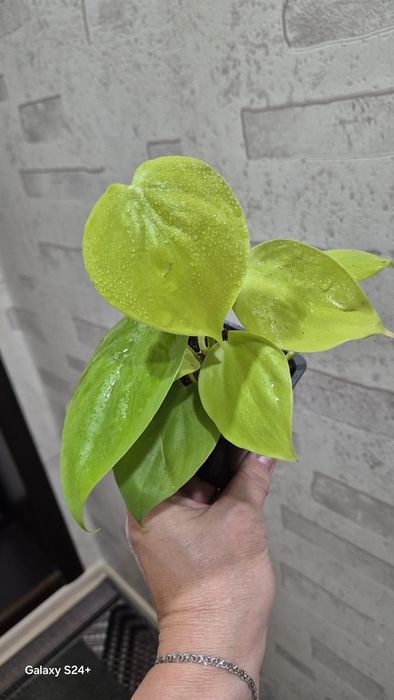 Филодендрон Лемон лайм