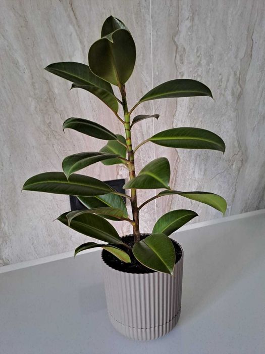 Фикус каучуконосный