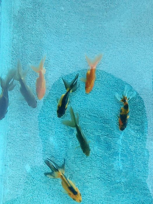 Aranda baliqlari akvarium uchun