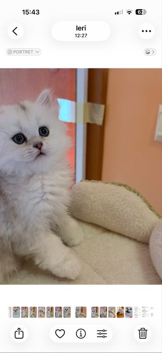 Britsh short si long hair silver point