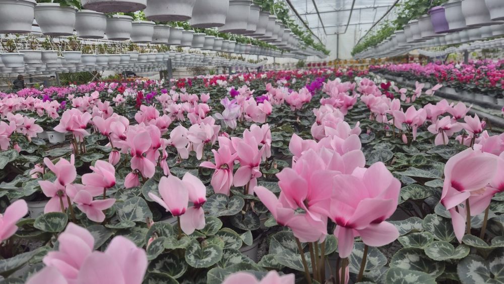 Cyclamen flori zambilă producator primavara