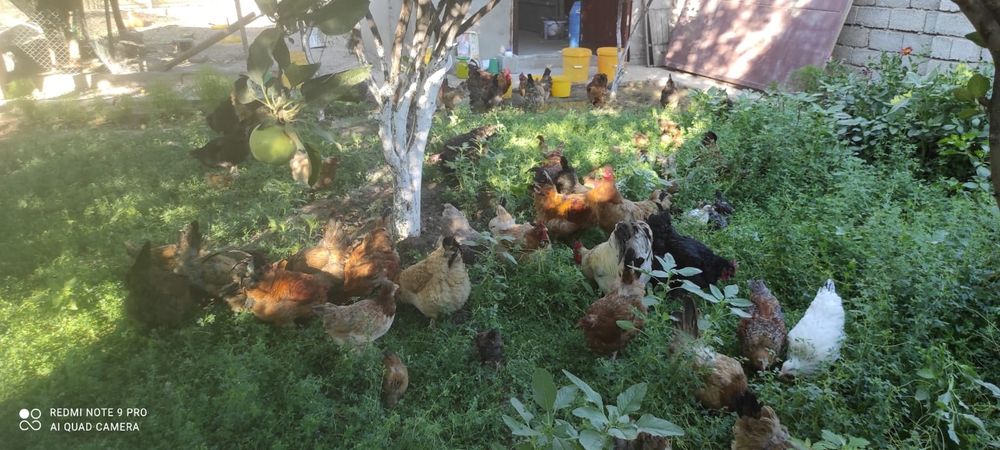 Шөжелер сатылады!