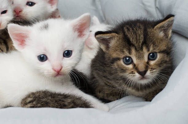 Котята турецкая ангора
