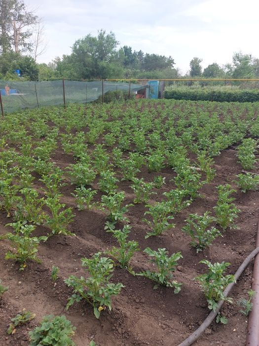 Продам дачный участок