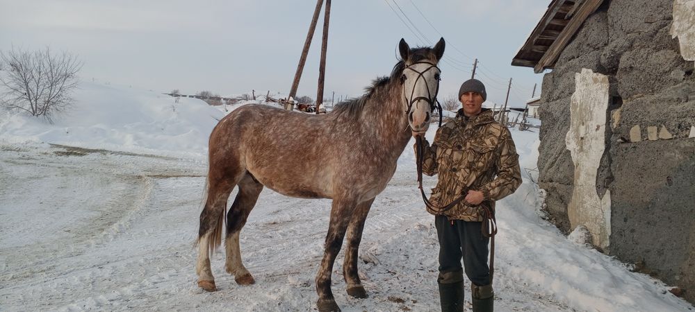 Продам мерина,4 года