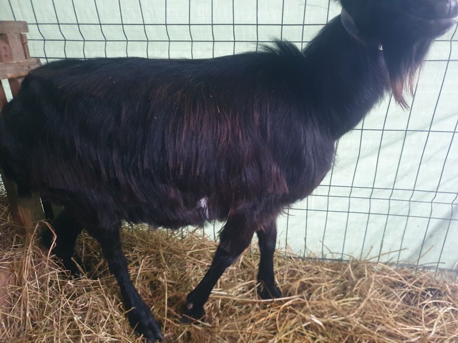 Carpatina gestanta 4 litri