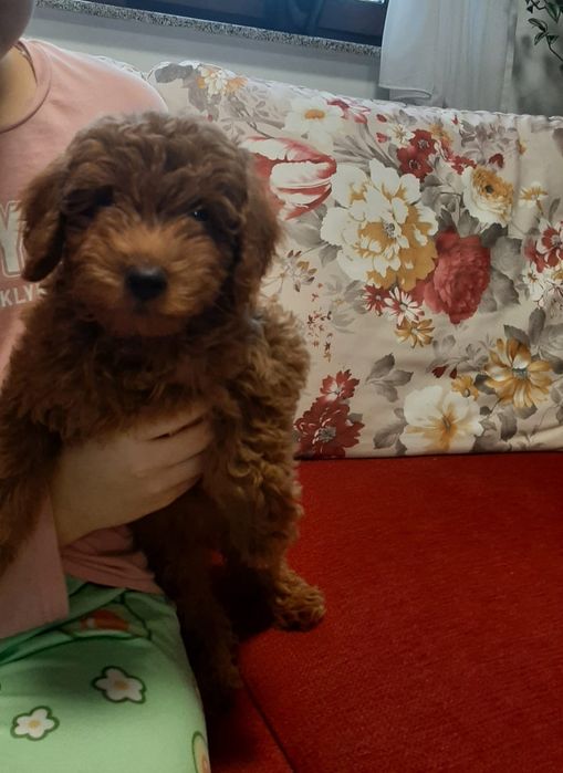 Pudel Red mini cu pedigree