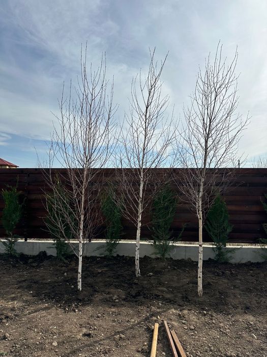 Leylandii chiparos / Mesteacan