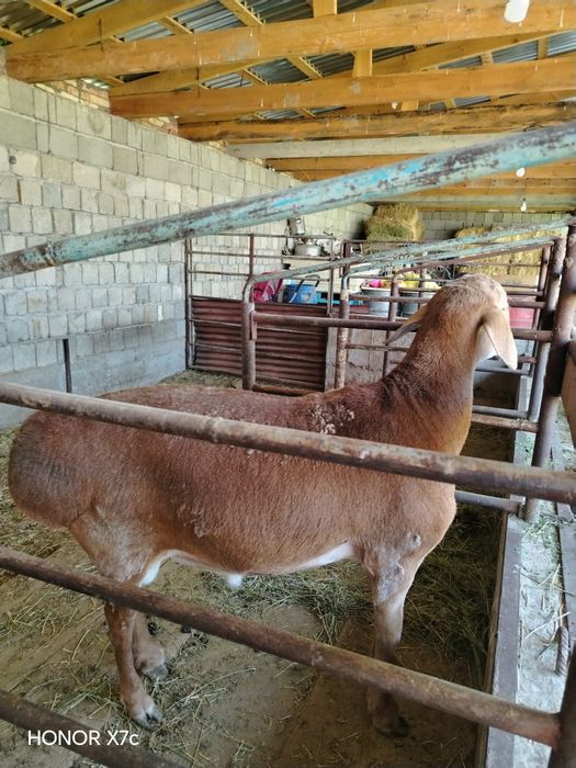 Продам Кошкар АРАШАН возраст 1год