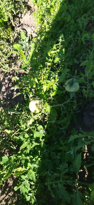 Продам дачу хорошая