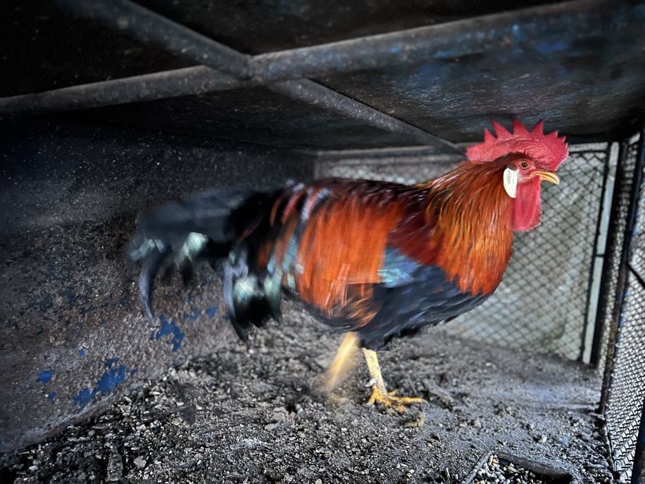 Familie gaini italiana potarnichie