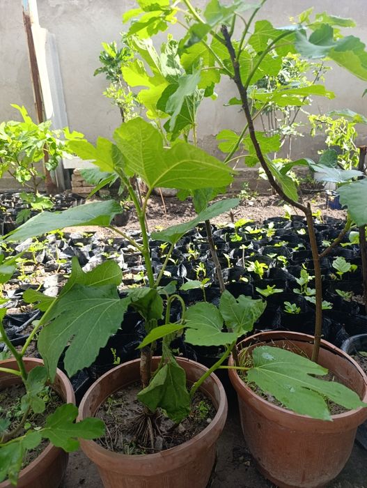 Анжир кучат инжир.. 50минг с