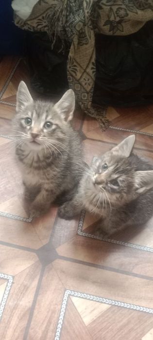 Mushuk bolalari uyda boqilgan