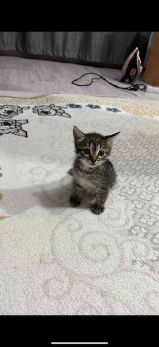 Отдам девочку кошку в добрые руки