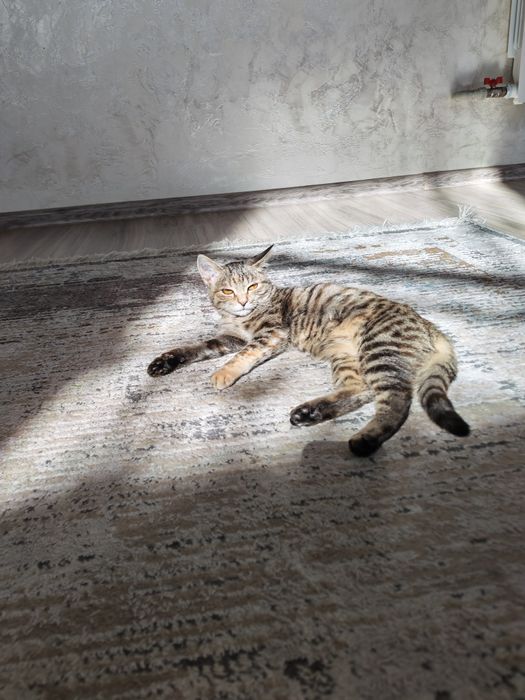 Отдам котёнка бесплатно
