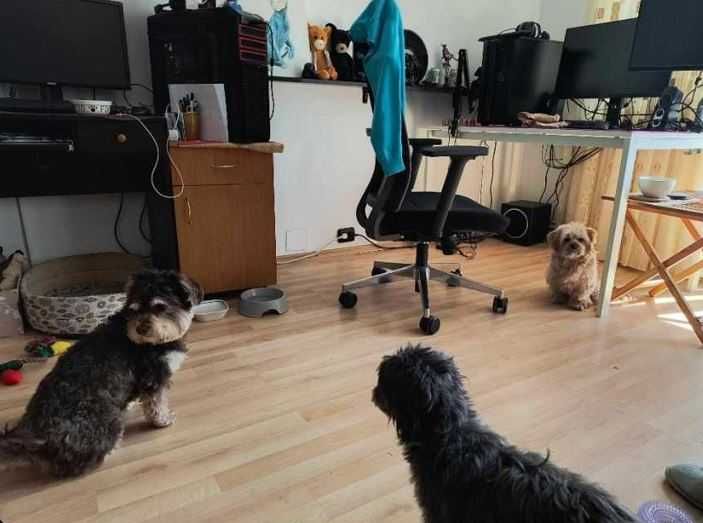 Ingrijire si cazare caini adulti de talie mica, pet sitting