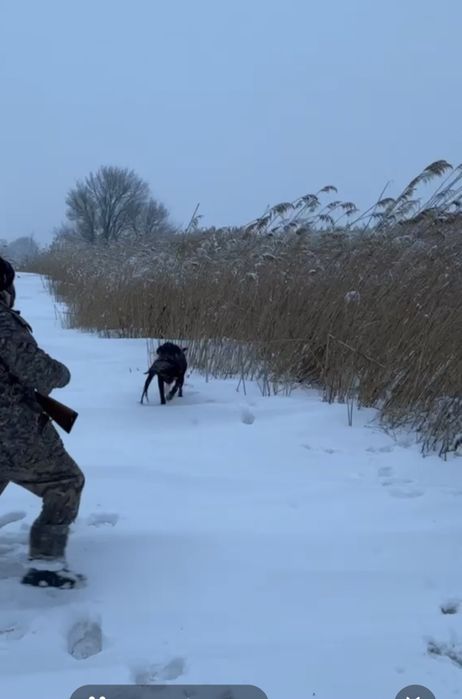 Продам Курцхаара суку