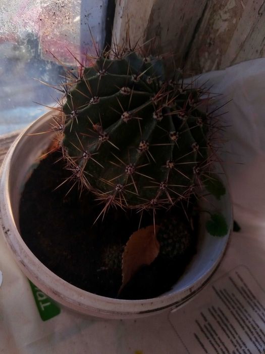 Кактус Эхинопсис Трубкоцветный