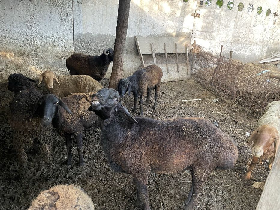 Qurbonlikka qoʻchqorla bor