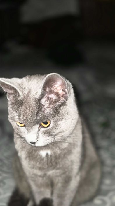 Zottor mushuk sotiladi