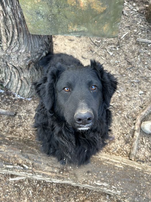 Donez 2 caini talie medie