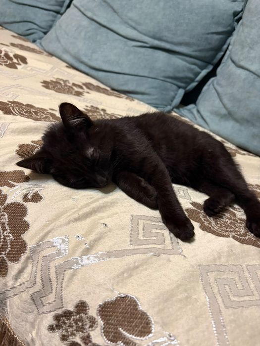 Котенок с лотком и лежанкой