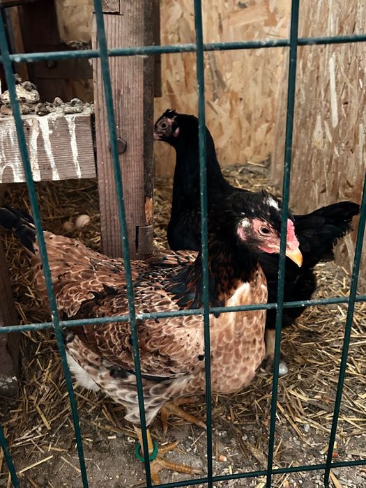 Vând ouă gǎini (Combatante indiene,Brahma Albastru și Mǎtase Japoneză)