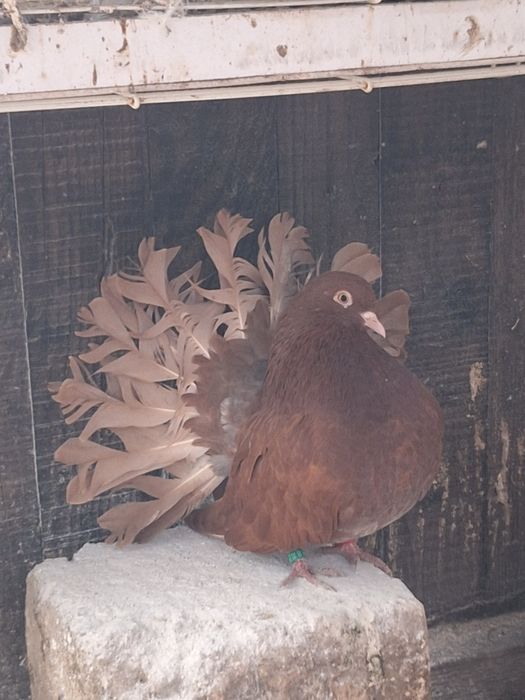 Porumbei rotați/curcani