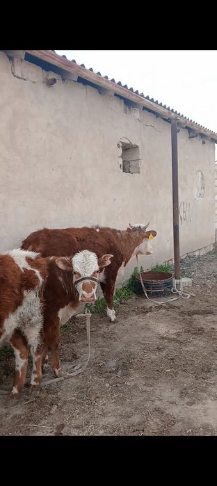 Баспақ қашар күйлері жақсы