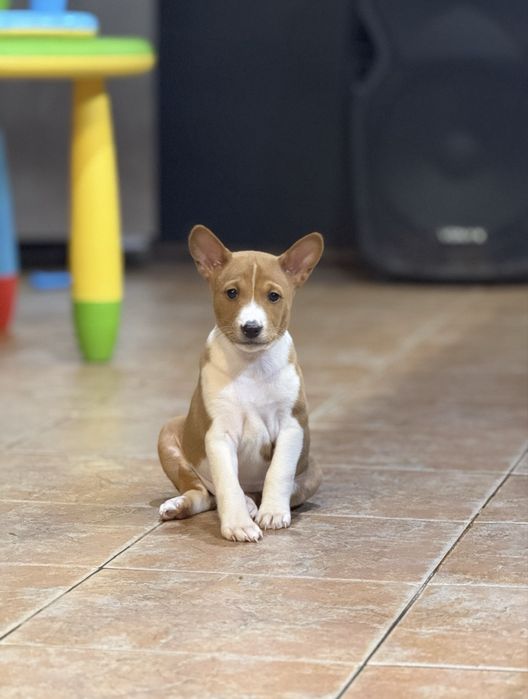 Кученца порода basenji