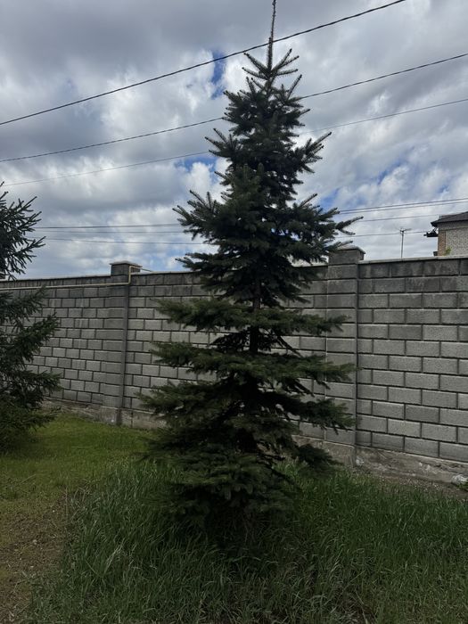 Продаются большие елки