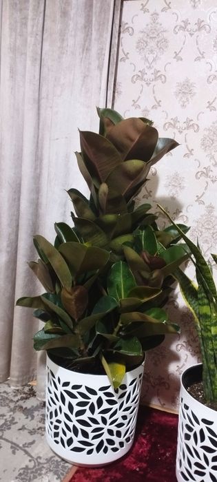 Фикус гули сотилади