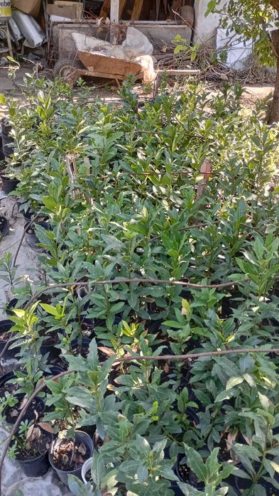 Дафина Дафинов лист