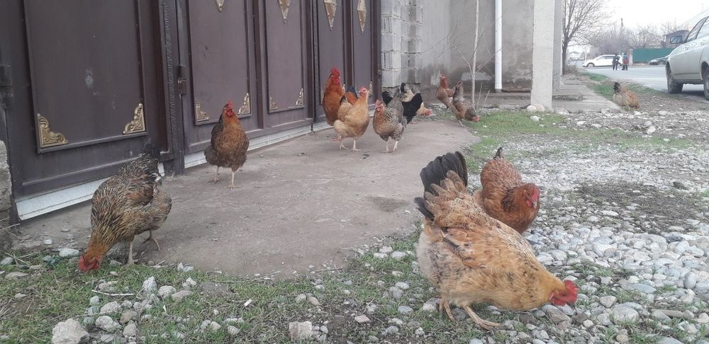 Кучинский яйцо продается