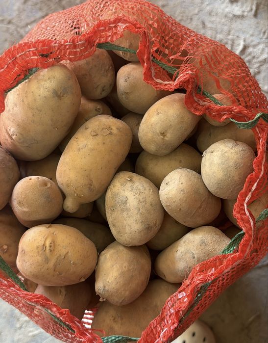 Картофель желтый, сорт Галла
