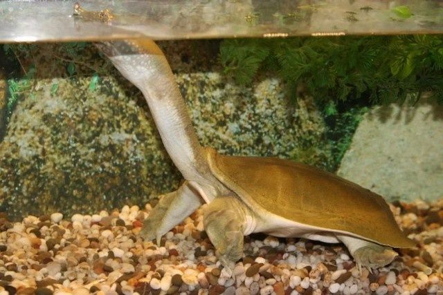 Продам черепашку трионикс