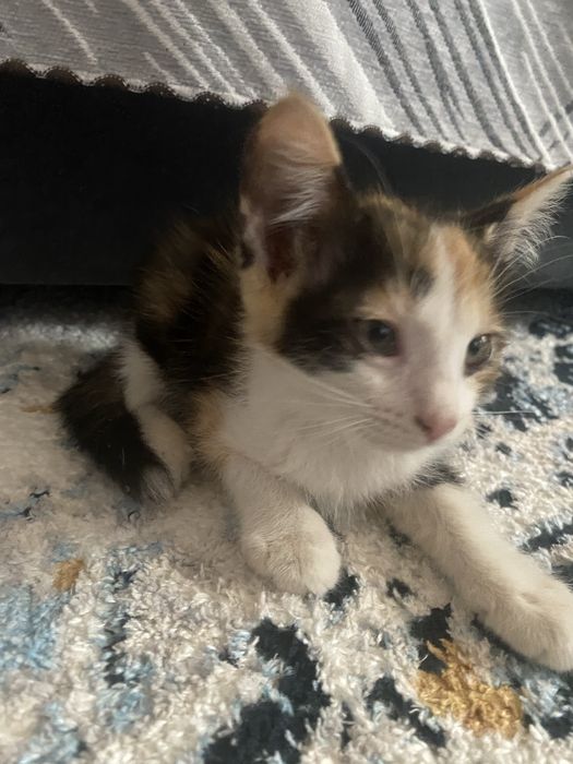 Котенок девочка бесплатно